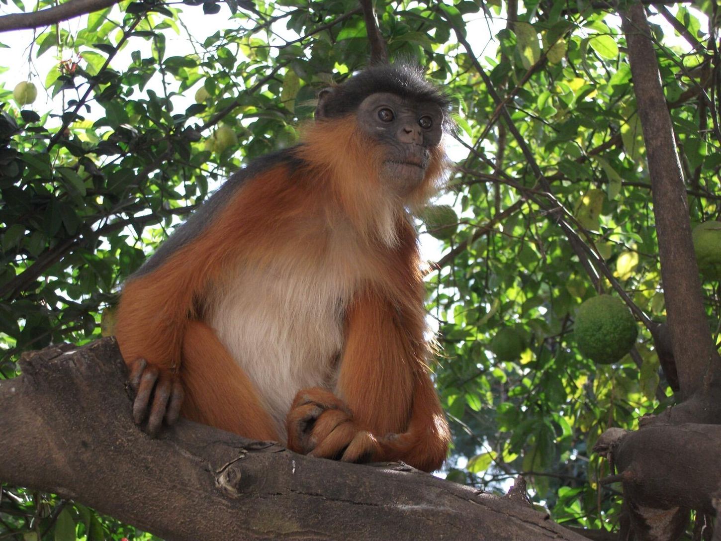 Charlotte the resident Red Colobus monkey